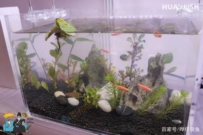 龙鱼一天喂多少面包虫最好：龙鱼一天喂多少面包虫？ 水族问答 第1张