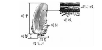 羽毛刀鱼苗蛋白质来源选择：羽毛刀鱼苗的蛋白质来源选择应多样化羽毛刀鱼苗饲料品牌推荐 其他宠物 第2张