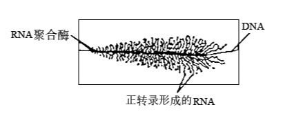 羽毛刀鱼苗蛋白质来源选择：羽毛刀鱼苗的蛋白质来源选择应多样化羽毛刀鱼苗饲料品牌推荐 其他宠物 第5张