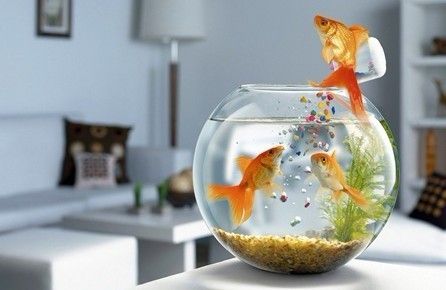 龙鱼一天要开多久灯才能活：如何正确给龙鱼开夜灯？ 水族问答 第1张