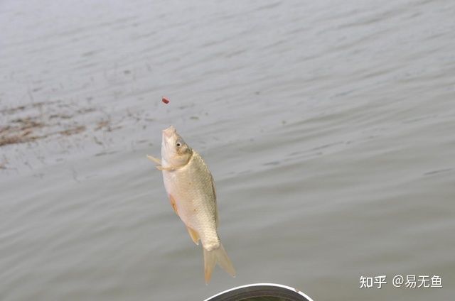 龙鱼一直在鱼缸底部怎么回事：龙鱼在鱼缸底部的行为可能表明水质或者鱼缸环境的一些问题 水族问答 第2张