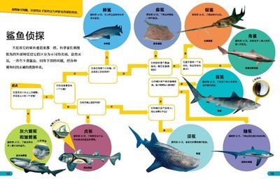 如何判断鲨鱼是否患病：如何判断鲨鱼的健康状况 其他宠物 第5张