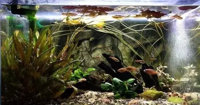 水族箱造景黄金比例与自然美的联系：水族箱造景中的黄金比例 其他宠物 第1张