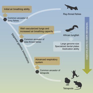 肺鱼基因组研究的挑战：肺鱼基因组研究对进化生物学的影响 其他宠物 第3张