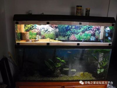 水族设备常见故障及解决：水族设备常见故障及其解决方法 其他宠物 第3张