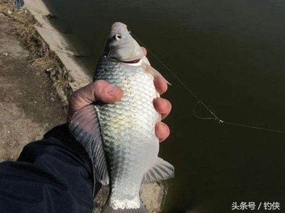 夏季鲫鱼素饵使用技巧：夏季自制鲫鱼素饵味型选择指南，夏季鲫鱼饵料雾化效果优化 其他宠物 第2张