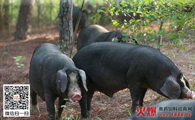 横纹飞凤鱼苗最佳饲料配方：横纹飞凤鱼苗饲料配方 其他宠物 第4张