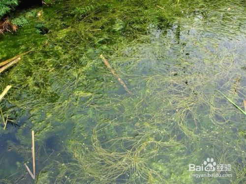 沉水植物养护要点：沉水植物的养护主要包括以下几个方面：沉水植物的养护 其他宠物 第1张