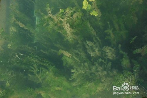 沉水植物养护要点：沉水植物的养护主要包括以下几个方面：沉水植物的养护 其他宠物 第3张