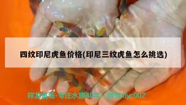 印尼四纹虎鱼繁殖难点解析：印尼四纹虎鱼的繁殖难点 其他宠物 第4张