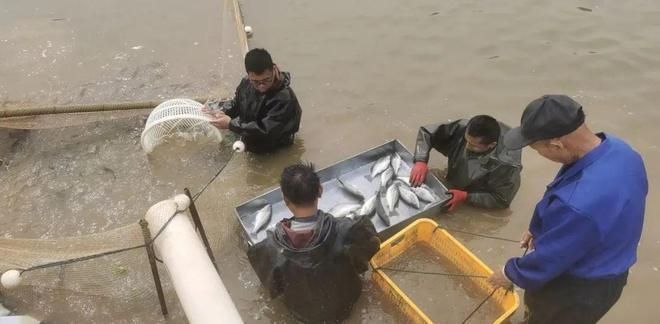 旺海饲料价格区间查询：旺海饲料价格调整，多品种降价 其他宠物 第3张