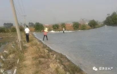 龙鱼一周不进食怎么办：关于龙鱼一周不进食的问题 水族问答 第1张