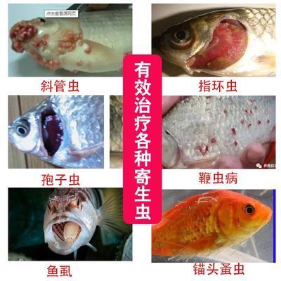 鸭嘴鱼车轮虫病治疗方法：车轮虫病的治疗方法 其他宠物 第1张