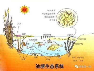 鸭嘴鱼车轮虫病治疗方法：车轮虫病的治疗方法 其他宠物 第2张