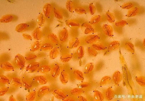 龙鱼饮食搭配什么好：关于龙鱼的5个疑问 水族问答 第2张