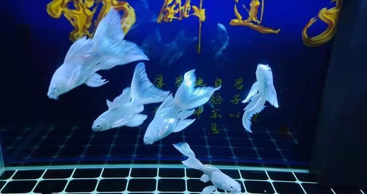 龙鱼应该喂什么比较好：龙鱼的饲养技术 水族问答 第1张