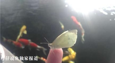 蝴蝶鲤鱼苗养殖密度标准：蝴蝶鲤鱼苗养殖密度 其他宠物 第2张