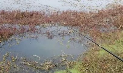 雪鲫鱼防暑降温技巧：夏季钓鲫鱼时间和地点应该考虑到这一点 其他宠物 第1张