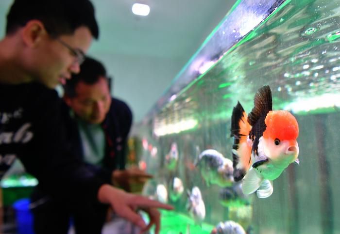 水族箱装饰品清洁方法：亚克力水族箱专用清洁剂推荐，磁刷清洁水族箱效果如何 其他宠物 第2张