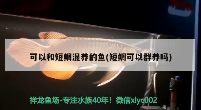 如何预防短鲷攻击其他鱼：如何判断短鲷攻击其他鱼的心理原因 其他宠物 第5张