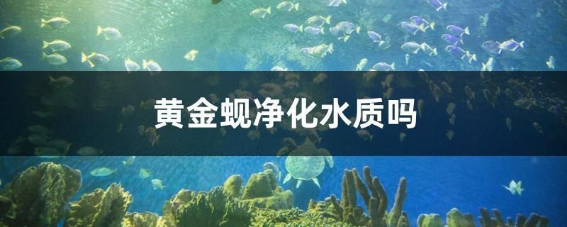 水质维护对柠檬鲫养殖的影响：柠檬鲫水质维护对柠檬鲫养殖的影响 其他宠物 第2张