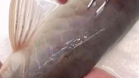 龙鱼英文怎么拼读的：英语单词“dragonfish”的发音 水族问答 第1张