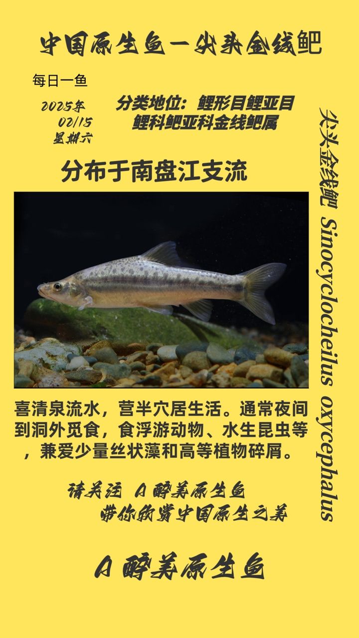 尖头金线鲃：尖头金线[需手动填充]学名sinipercidae 观赏鱼论坛