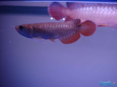 龙鱼英文怎么拼写：dragonfishisspellingforthedragonfish 水族问答 第2张