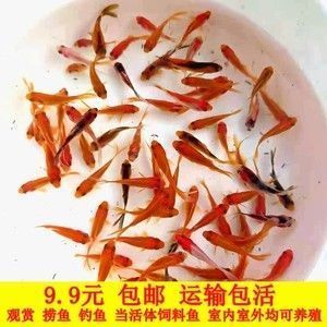 龙鱼英语怎么说：英语中“dragonfish”的音译形式是一种常见的观赏鱼 水族问答 第1张