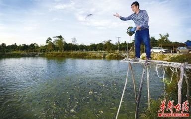 泰国雪鲫鱼繁殖期喂食频率建议：泰国雪鲫鱼繁殖期喂食策略是关键因素，建议每天投喂2-3次 其他宠物 第1张