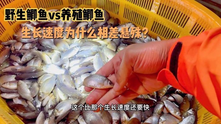 柠檬鲫品种间杂交效果：柠檬鲫品种间杂交繁殖技术要点柠檬鲫杂交实验结果分享 其他宠物 第4张