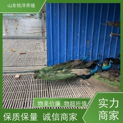 羽毛刀鱼苗养殖水温要求：羽毛刀鱼苗养殖水温要求是确保其健康成长的重要因素之一 其他宠物 第5张