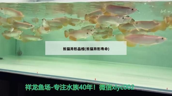 鸭嘴鲨鱼适宜生活环境设置：鸭嘴鲨鱼的繁殖技术要点 其他宠物 第4张