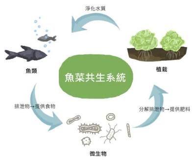 生物过滤系统的选择与维护：水族箱生物过滤器选择与维护 其他宠物 第3张