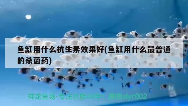 朱巴利鱼繁殖期疾病预防：如何判断观赏鱼健康状态，朱巴利鱼繁殖技巧分享 其他宠物 第2张