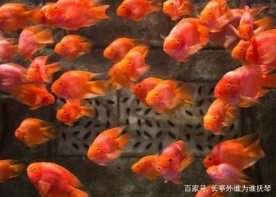 龙鱼由来：关于龙鱼的几个疑问 水族问答 第2张