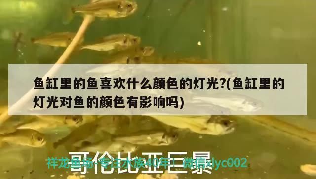 龙鱼游的快：如何让龙鱼快速游动？ 水族问答 第1张