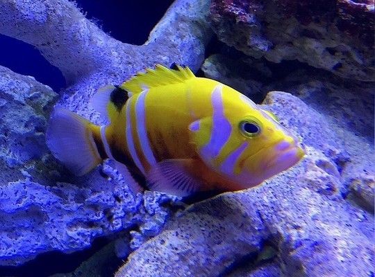 龙鱼有吃食的欲望但是不吃食怎么办：关于龙鱼不吃食的问题 水族问答 第1张