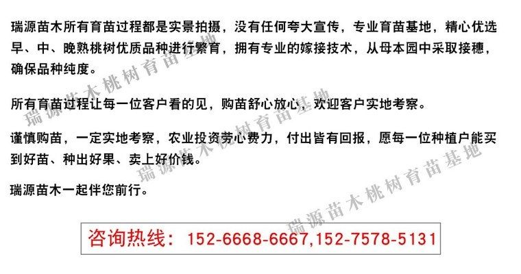 黑桃A鱼苗健康检查指南：如何进行黑桃a鱼苗的健康检查 其他宠物 第3张