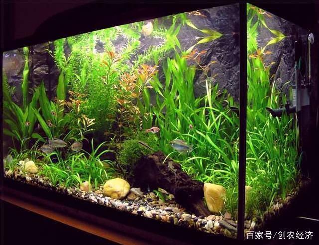 水族箱植物养护技巧：水族箱植物养护技术 其他宠物 第1张