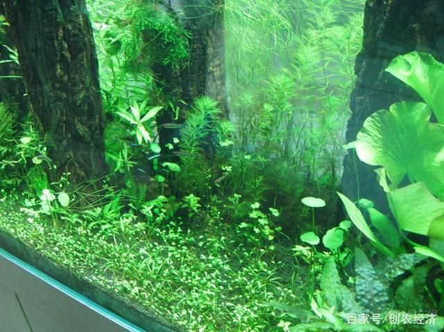 水族箱植物养护技巧：水族箱植物养护技术 其他宠物 第2张