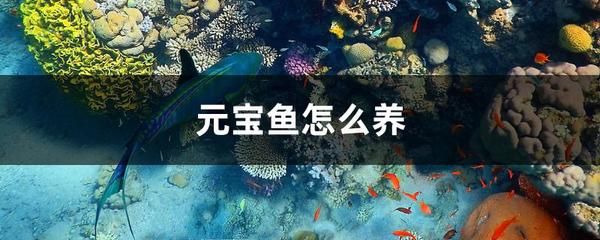 元宝凤凰鱼水温控制要点：元宝凤凰鱼水温控制的要点 其他宠物 第6张