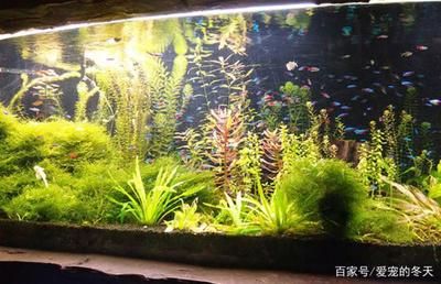 如何调节水族箱光照时间：水族箱光照模拟自然周期技巧 其他宠物 第5张