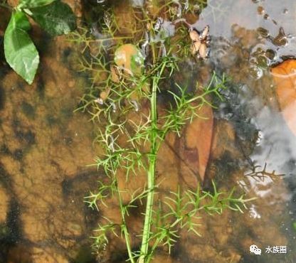 水蕨类水草如何防治病虫害：水蕨病虫害防治方案 其他宠物 第1张