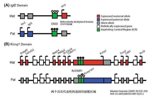 孤雌繁殖对物种进化的贡献：孤雌繁殖在进化中的作用 其他宠物 第4张