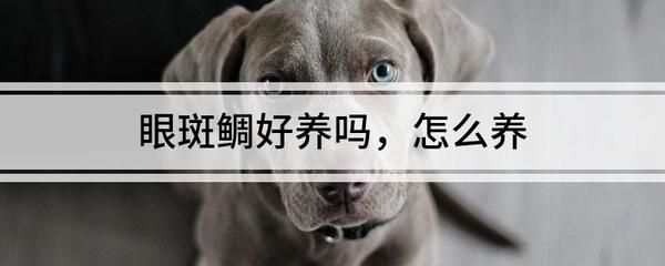 眼斑鲷适宜的水质参数：眼斑鲷在饲养过程中适宜的水质参数 其他宠物