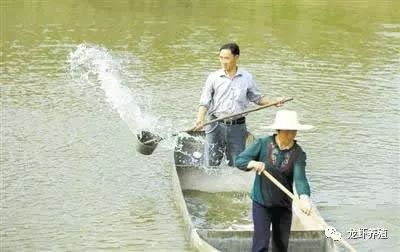 鱼塘清塘消毒的有效方式：鱼塘清塘消毒的使用方法 其他宠物 第4张