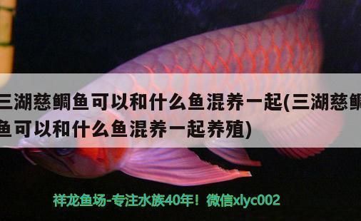 三湖慈鲷鱼混养最佳配比：三湖慈鲷混养的最佳配比 其他宠物 第4张