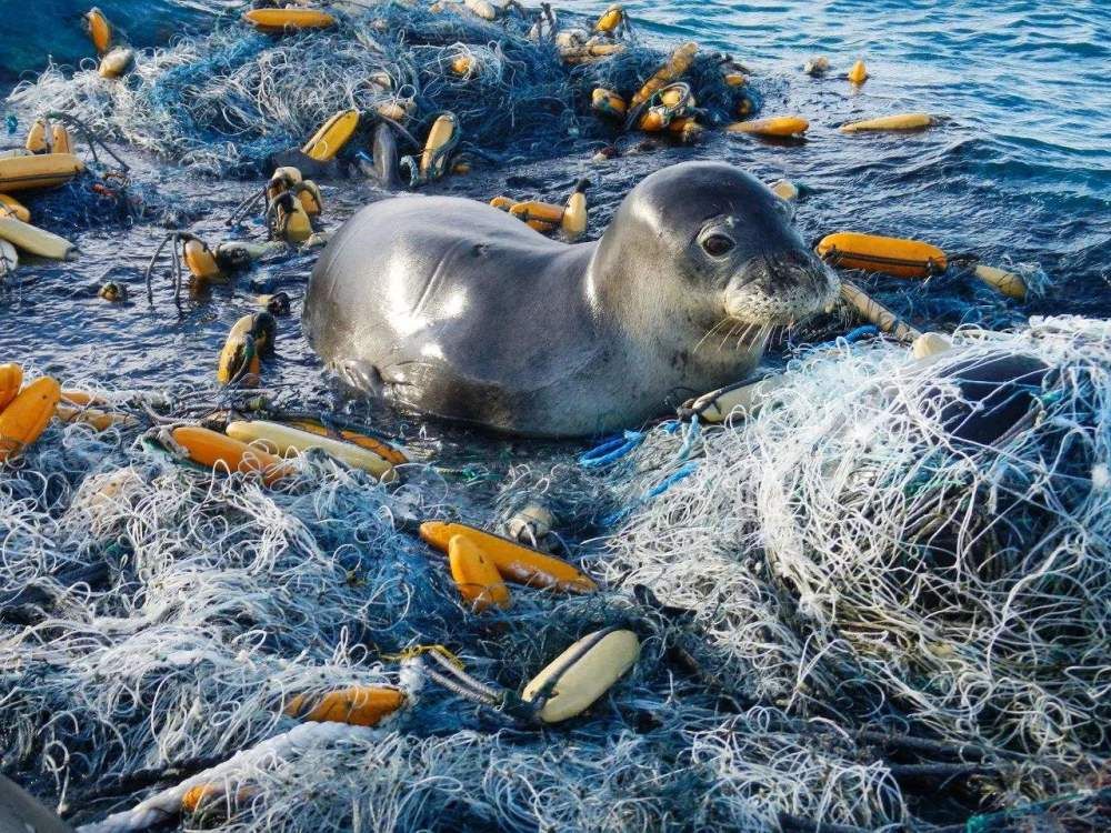 海洋生物对人类的影响：海洋生物对人类有着深远的影响 其他宠物 第3张