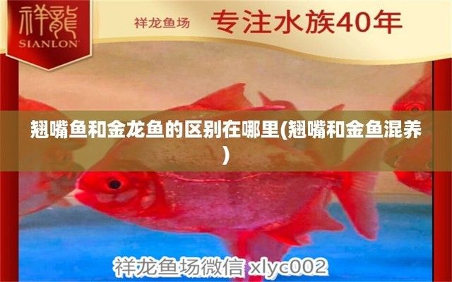 暹罗巨鲤的营养价值：暹罗巨鲤的营养价值是什么 其他宠物 第6张